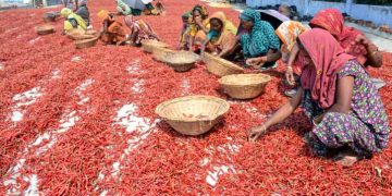 বগুড়া লাল মরিচে মেতেছে