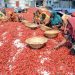 বগুড়া লাল মরিচে মেতেছে
