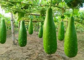 মাচায় ঝুলছে লাউ