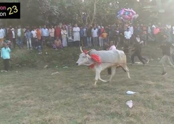 ঐতিহ্য তুলে ধরতে দোহারে গরু দৌড় প্রতিযোগিতা