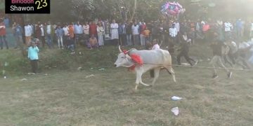 ঐতিহ্য তুলে ধরতে দোহারে গরু দৌড় প্রতিযোগিতা