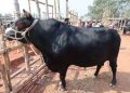 গরু পাইল্যা আমার গোবরটাই লাভ হইচে