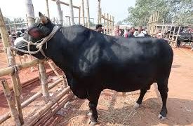 গরু পাইল্যা আমার গোবরটাই লাভ হইচে