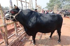 গরু পাইল্যা আমার গোবরটাই লাভ হইচে