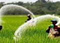 আগের দামেই সার পাবেন কৃষকরা