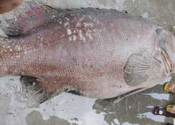 জেলের জালে ধরা পড়া বিশাল বোল মাছ