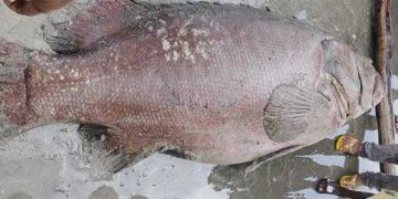 জেলের জালে ধরা পড়া বিশাল বোল মাছ