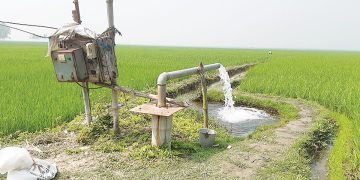 বোরো ধান চাষের ভরা মৌসুম