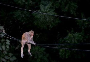 এক ‘বানরের কারণে’ অন্ধকারে পুরো শ্রীলঙ্কা