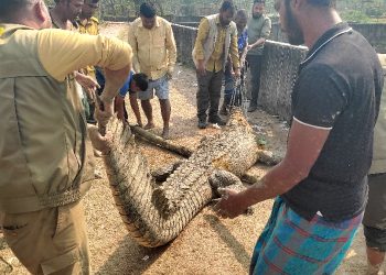 কুমিরের মারামারি