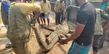 কুমিরের মারামারি