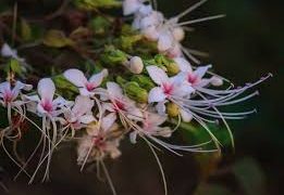 ভাঁটফুল দেখলে অনেকেরই ছেলেবেলার কথা মনে পড়ে যায়
