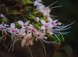 ভাঁটফুল দেখলে অনেকেরই ছেলেবেলার কথা মনে পড়ে যায়