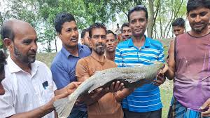 দিঘিতে মিলল সামুদ্রিক কোরাল মাছ