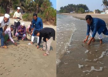 সমুদ্রসৈকতে ১৮৩ কচ্ছপের বাচ্চা অবমুক্ত