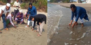 সমুদ্রসৈকতে ১৮৩ কচ্ছপের বাচ্চা অবমুক্ত
