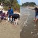 সমুদ্রসৈকতে ১৮৩ কচ্ছপের বাচ্চা অবমুক্ত