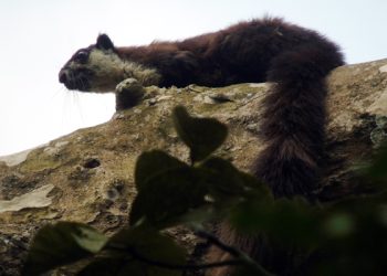 বিশ্বের সব চেয়ে বড় কাঠবিড়ালি দেখা মিলল