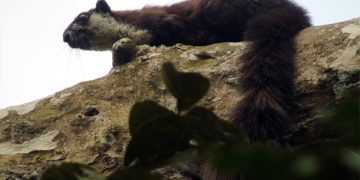 বিশ্বের সব চেয়ে বড় কাঠবিড়ালি দেখা মিলল