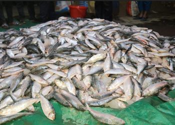 ২ মে.টন ইলিশ ও জাটকা জব্দ