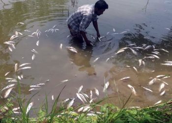 প্রবাসীর মাছ চাষের স্বপ্ন শেষ