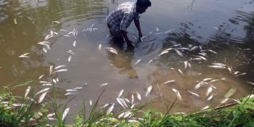 প্রবাসীর মাছ চাষের স্বপ্ন শেষ