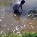প্রবাসীর মাছ চাষের স্বপ্ন শেষ