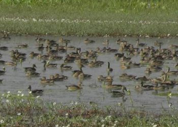 পাতি সরালির অভয়াশ্রম রামগড় চা-বাগান