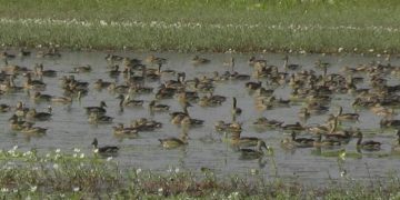 পাতি সরালির অভয়াশ্রম রামগড় চা-বাগান