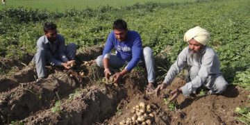 লোকসানের শঙ্কায় আলুচাষি