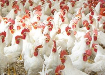 ব্রয়লার মুরগির কেজি ২০০ টাকা ছাড়াল