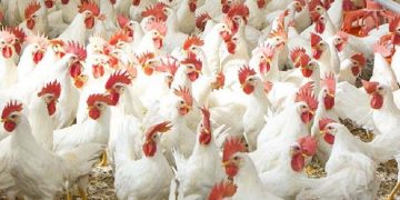 ব্রয়লার মুরগির কেজি ২০০ টাকা ছাড়াল