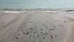 সাগরে ছাড়া হলো দেড় হাজার কাছিম ছানা