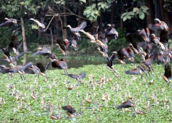 পাখিতে মুখর সরকার পুকুর