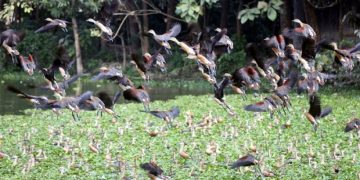 পাখিতে মুখর সরকার পুকুর