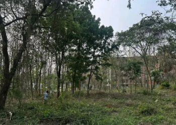 ভবন নির্মাণে জাবিতে অর্ধশতাধিক গাছ কাটার তোড়জোড়