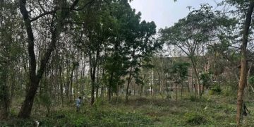 ভবন নির্মাণে জাবিতে অর্ধশতাধিক গাছ কাটার তোড়জোড়