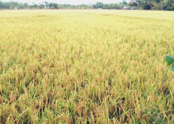 সোনালি ধানে হাসছে গ্রামের পর গ্রাম