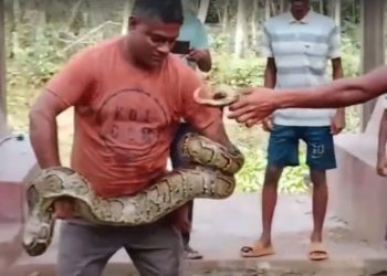 পুকুরে মিললো বিশাল অজগর