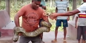 পুকুরে মিললো বিশাল অজগর