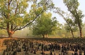 দৃষ্টিনন্দন বন হতে পারে পর্যটনের বড় কেন্দ্র