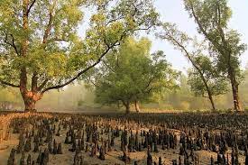 দৃষ্টিনন্দন বন হতে পারে পর্যটনের বড় কেন্দ্র