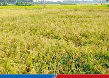 যুবলীগ নেতার পাকা ধান কেটে নিয়ে গেলেন