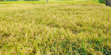 যুবলীগ নেতার পাকা ধান কেটে নিয়ে গেলেন