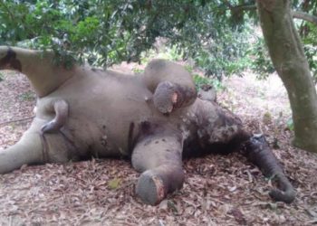 হাতি হত্যা করে দাঁত ও নখ নিয়ে গেছে দুর্বৃত্তরা