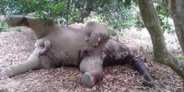হাতি হত্যা করে দাঁত ও নখ নিয়ে গেছে দুর্বৃত্তরা