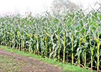 নদীর বুকে বোরো ধান-ভুট্টার আবাদ