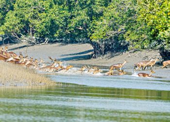 দিবসের মতোই হারিয়ে যাচ্ছে সুন্দরবন