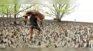 সুন্দরবনে থামছে না হরিণ শিকার