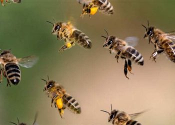 হঠাৎ মৌমাছির আক্রমণ